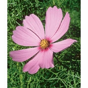 Flower Essence Services, Cosmos Dropper, 0.25 oz