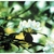 Flower Essence Services, Crab Apple Dropper, 0.25 oz Flower Essence Services, Crab Apple Dropper, 0.25 oz