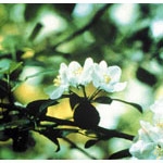 Flower Essence Services, Crab Apple Dropper, 1 oz
