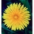 Flower Essence Services, Dandelion Dropper, 0.25 oz Flower Essence Services, Dandelion Dropper, 0.25 oz