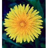 Flower Essence Services, Dandelion Dropper, 0.25 oz