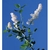 Flower Essence Services, Deerbrush Dropper, 0.25 oz
