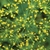 Flower Essence Services, Dill Dropper, 1 oz