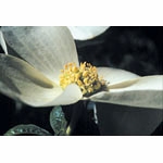Flower Essence Services, Dogwood Dropper, 0.25 oz