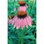 Flower Essence Services, Echinacea Dropper, 0.25 oz