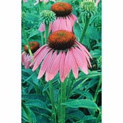 Flower Essence Services, Echinacea Dropper, 1 oz