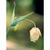 Flower Essence Services, Fairy Lantern Dropper, 0.25 oz