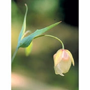 Flower Essence Services, Fairy Lantern Dropper, 1 oz
