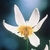 Flower Essence Services, Fawn Lily Dropper, 0.25 oz