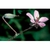Flower Essence Services, Filaree Dropper, 1 oz