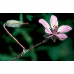 Flower Essence Services, Filaree Dropper, 1 oz