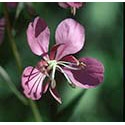 Flower Essence Services, Fireweed Dropper, 1 oz