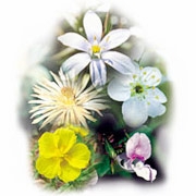 Flower Essence Services, Five-Flower Formula Dropper, 0.25 oz