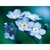 Flower Essence Services, Forget-Me-Not Dropper, 1 oz