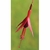 Flower Essence Services, Fuchsia Dropper, 0.25 oz