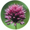 Flower Essence Services, Garlic Dropper, 1 oz