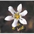 Flower Essence Services, Glassy Hyacinth Dropper, 1 oz Flower Essence Services, Glassy Hyacinth Dropper, 1 oz