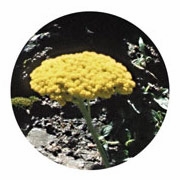 Flower Essence Services, Golden Yarrow Dropper, 1 oz