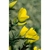 Flower Essence Services, Gorse Dropper, 0.25 oz Flower Essence Services, Gorse Dropper, 0.25 oz