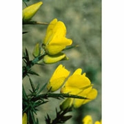 Flower Essence Services, Gorse Dropper, 1 oz