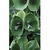Flower Essence Services, Green Bells of Ireland Dropper, 0.25 oz