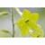 Flower Essence Services, Green Nicotiana Dropper, 0.25 oz