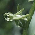 Flower Essence Services, Green Rein Orchid Dropper, 0.25 oz