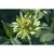 Flower Essence Services, Green Rose Dropper, 1 oz Flower Essence Services, Green Rose Dropper, 1 oz