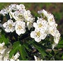 Flower Essence Services, Hawthorn Dropper, 0.25 oz