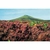 Flower Essence Services, Heather Dropper, 1 oz Flower Essence Services, Heather Dropper, 1 oz