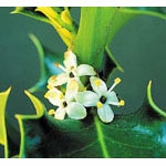 Flower Essence Services, Holly Dropper, 0.25 oz