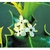 Flower Essence Services, Holly Dropper, 1 oz Flower Essence Services, Holly Dropper, 1 oz