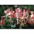 Flower Essence Services, Honeysuckle Dropper, 0.25 oz Flower Essence Services, Honeysuckle Dropper, 0.25 oz