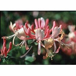 Flower Essence Services, Honeysuckle Dropper, 0.25 oz