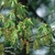 Flower Essence Services, Hornbeam Dropper, 1 oz Flower Essence Services, Hornbeam Dropper, 1 oz