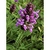 Flower Essence Services, Hyssop Dropper, 1 oz Flower Essence Services, Hyssop Dropper, 1 oz