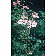 Flower Essence Services, Impatiens Dropper, 0.25 oz