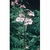 Flower Essence Services, Impatiens Dropper, 1 oz Flower Essence Services, Impatiens Dropper, 1 oz