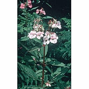 Flower Essence Services, Impatiens Dropper, 1 oz