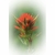 Flower Essence Services, Indian Paintbrush Dropper, 1 oz Flower Essence Services, Indian Paintbrush Dropper, 1 oz