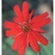 Flower Essence Services, Indian Pink Dropper, 0.25 oz Flower Essence Services, Indian Pink Dropper, 0.25 oz