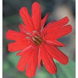 Flower Essence Services, Indian Pink Dropper, 0.25 oz
