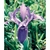 Flower Essence Services, Iris Dropper, 1 oz Flower Essence Services, Iris Dropper, 1 oz