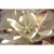 Flower Essence Services, Joshua Tree Dropper, 0.25 oz Flower Essence Services, Joshua Tree Dropper, 0.25 oz