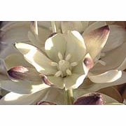 Flower Essence Services, Joshua Tree Dropper, 1 oz