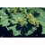 Flower Essence Services, Lady's Mantle (Alchemilla) Dropper, 1 oz Flower Essence Services, Lady's Mantle (Alchemilla) Dropper, 1 oz