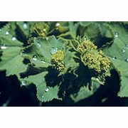 Flower Essence Services, Lady's Mantle (Alchemilla) Dropper, 1 oz