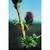 Flower Essence Services, Larch Dropper, 0.25 oz Flower Essence Services, Larch Dropper, 0.25 oz