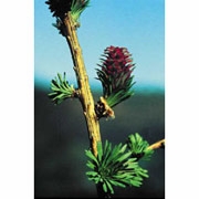 Flower Essence Services, Larch Dropper, 1 oz
