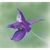 Flower Essence Services, Larkspur Dropper, 0.25 oz Flower Essence Services, Larkspur Dropper, 0.25 oz